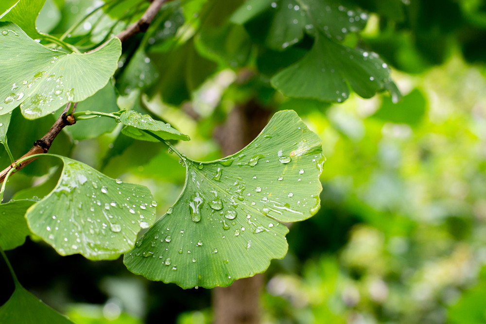 regen op het blad van een boom tijdens de wandeling
